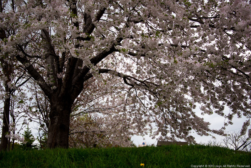 sakura-5