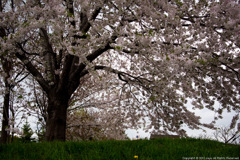 sakura-5
