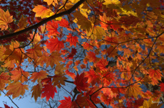 紅葉