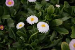 お花屋さんー４