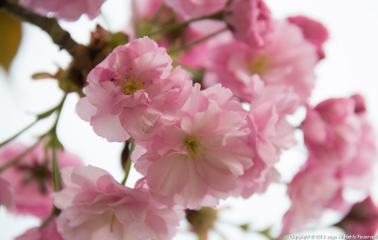 八重桜