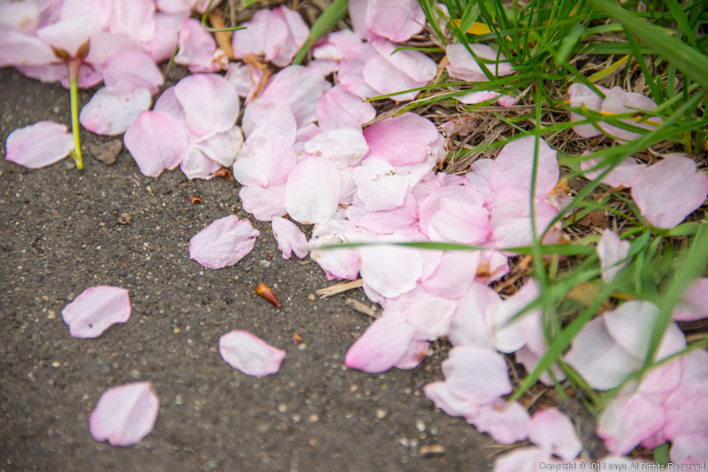 sakura-3