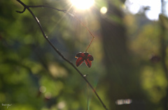 DSC_0035.NEF