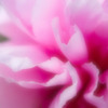 ぼたん 花びら