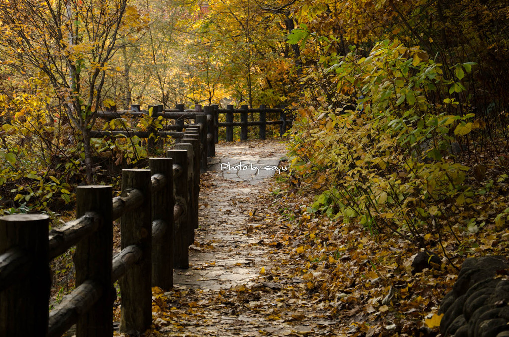 紅葉の路