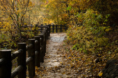 紅葉の路