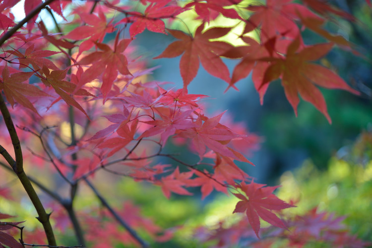 Red leaf　２