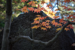 紅桜公園
