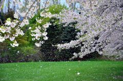 さくら吹雪
