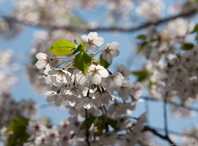 sakura-4