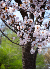 sakura-2