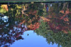 水面の紅葉２