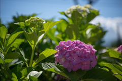 夏