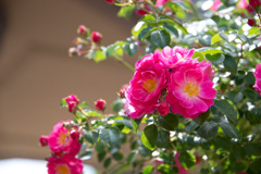 薔薇-15