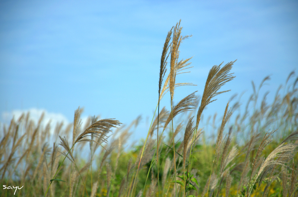 もう、秋ですね