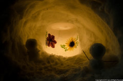 小樽　ゆきあかりの路　２