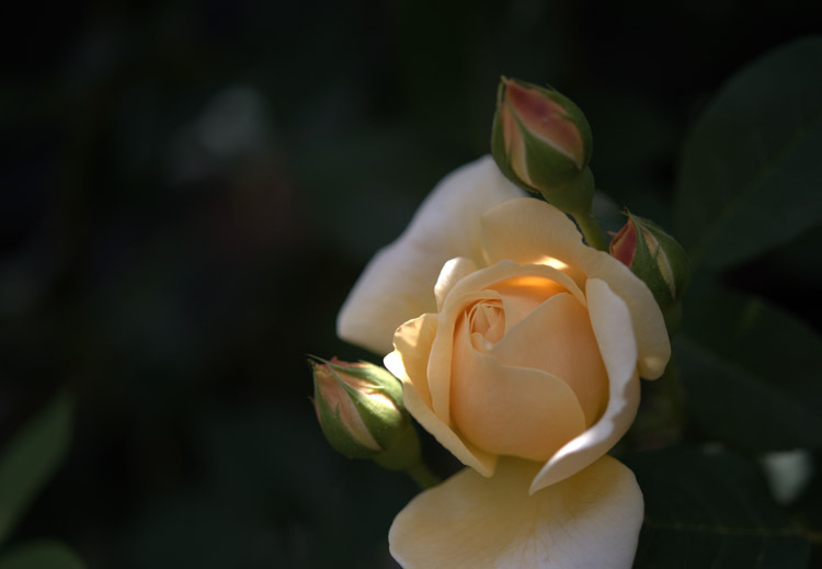 薔薇-11