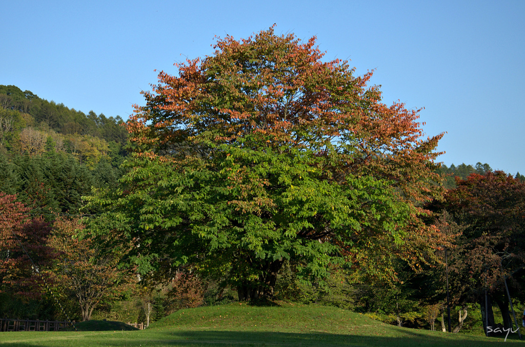DSC_0041.NEF