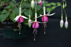 エンジェルス・イヤリング