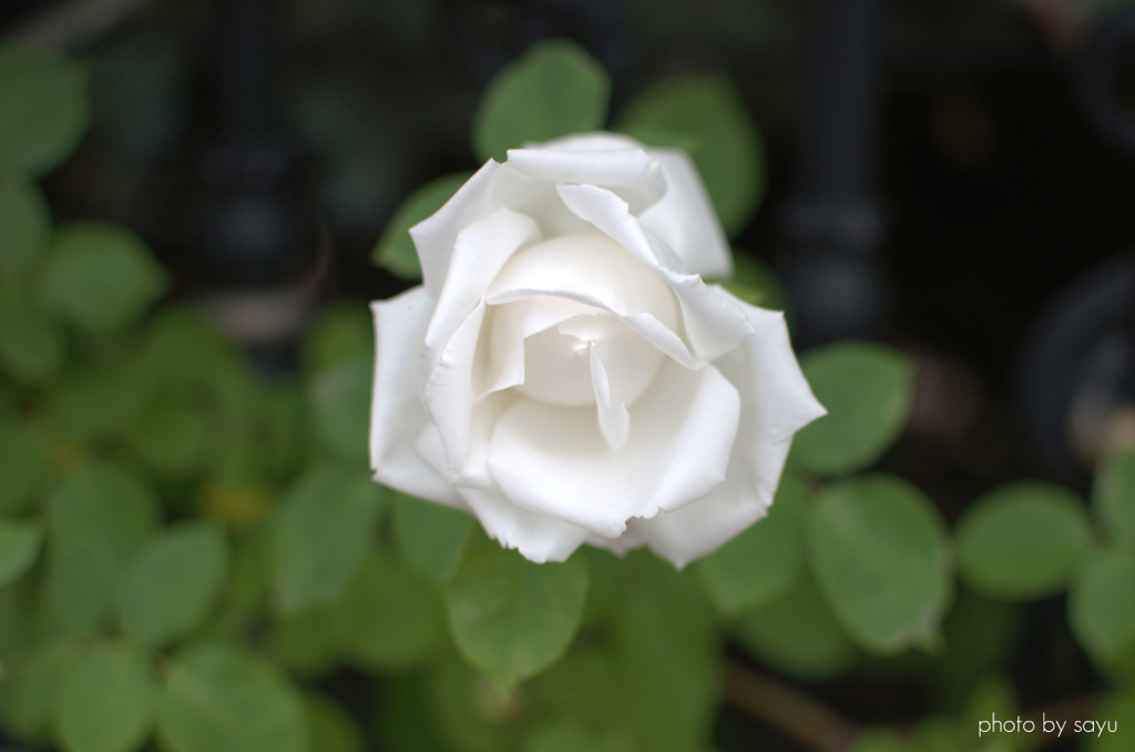 DSC_0067.NEF