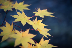 Yellow leaf