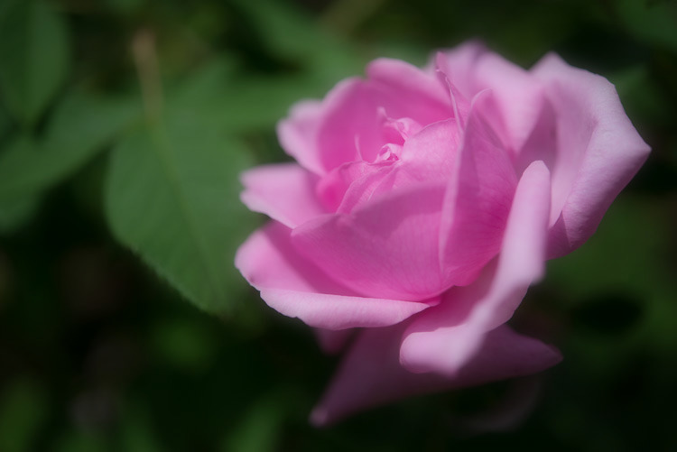 薔薇-2