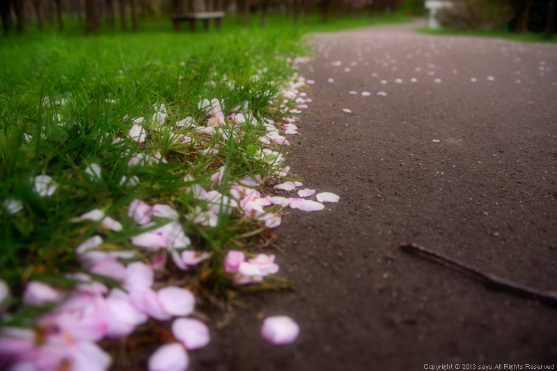sakura-2