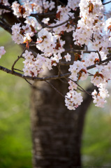 sakura
