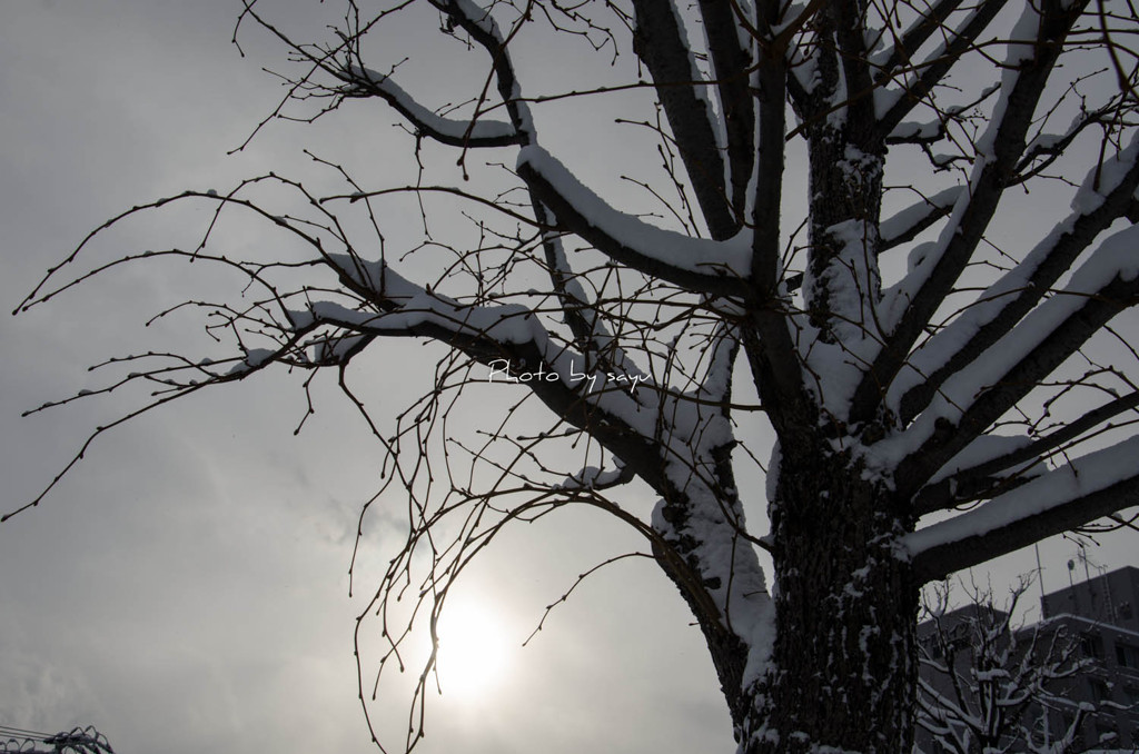 積雪-5