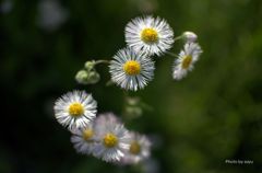 DSC_0274.NEF