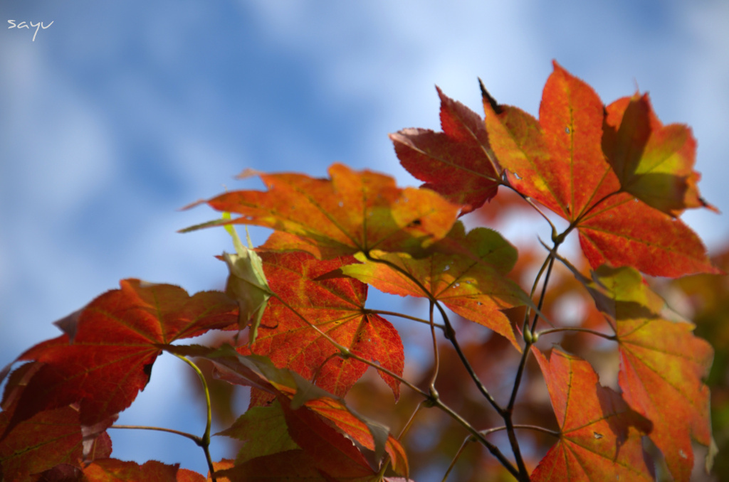青空と紅葉