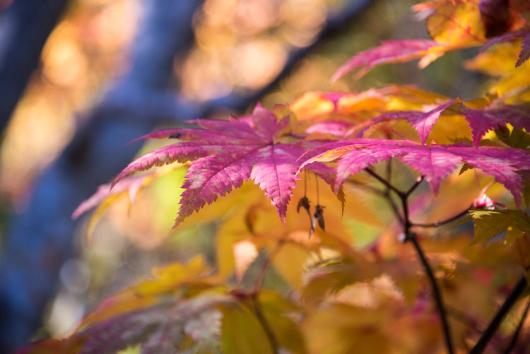 紅葉のイルミネーション