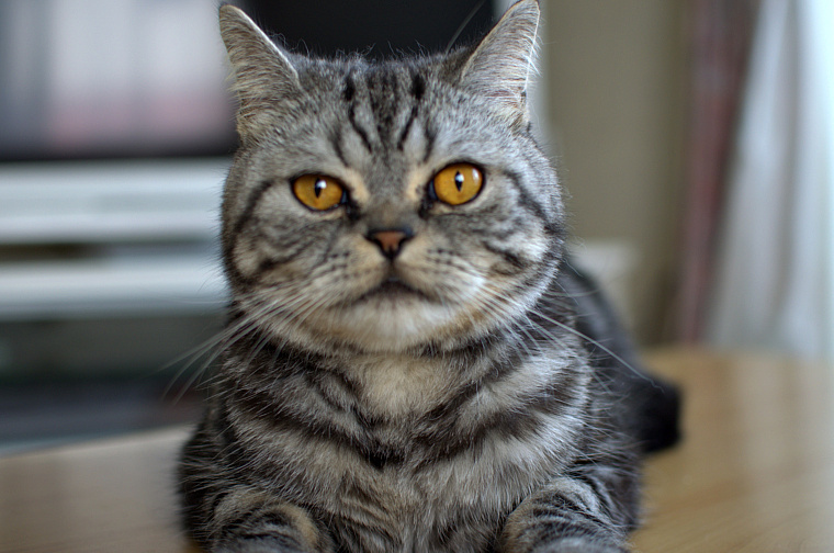 どうも、ぼくです