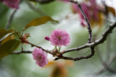 八重桜-4