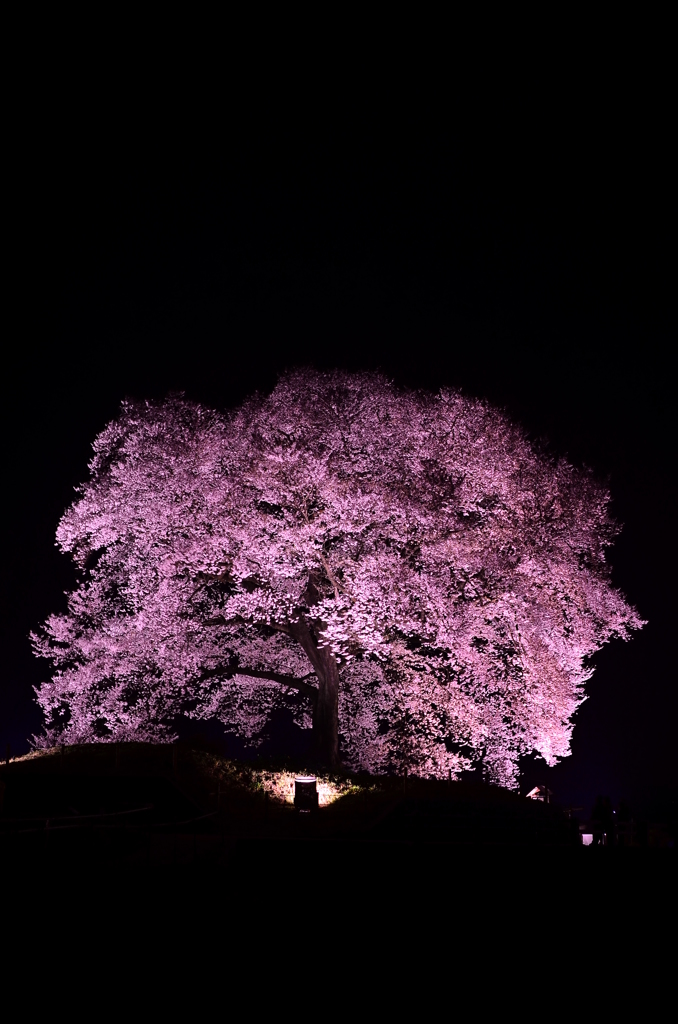 稲の神が座すもの