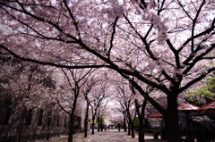 京都　#2