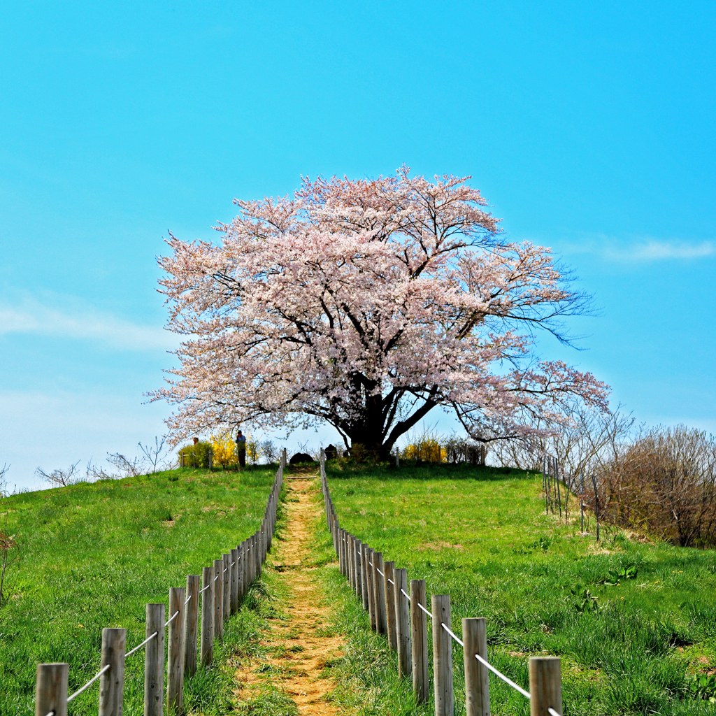 為内の一本桜14 By Hikari555 Id 写真共有サイト Photohito