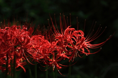 深紅花