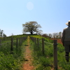 残念・・・為内の一本桜