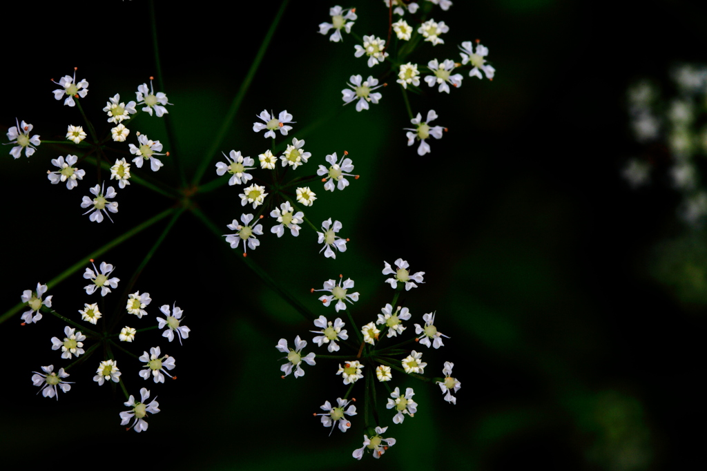 線香花火