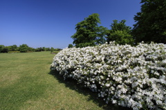 盛岡市中央公園・白つつじ
