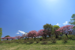 高森高原の八重桜