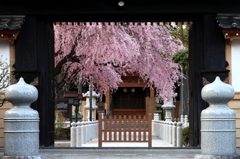 円光寺の桜