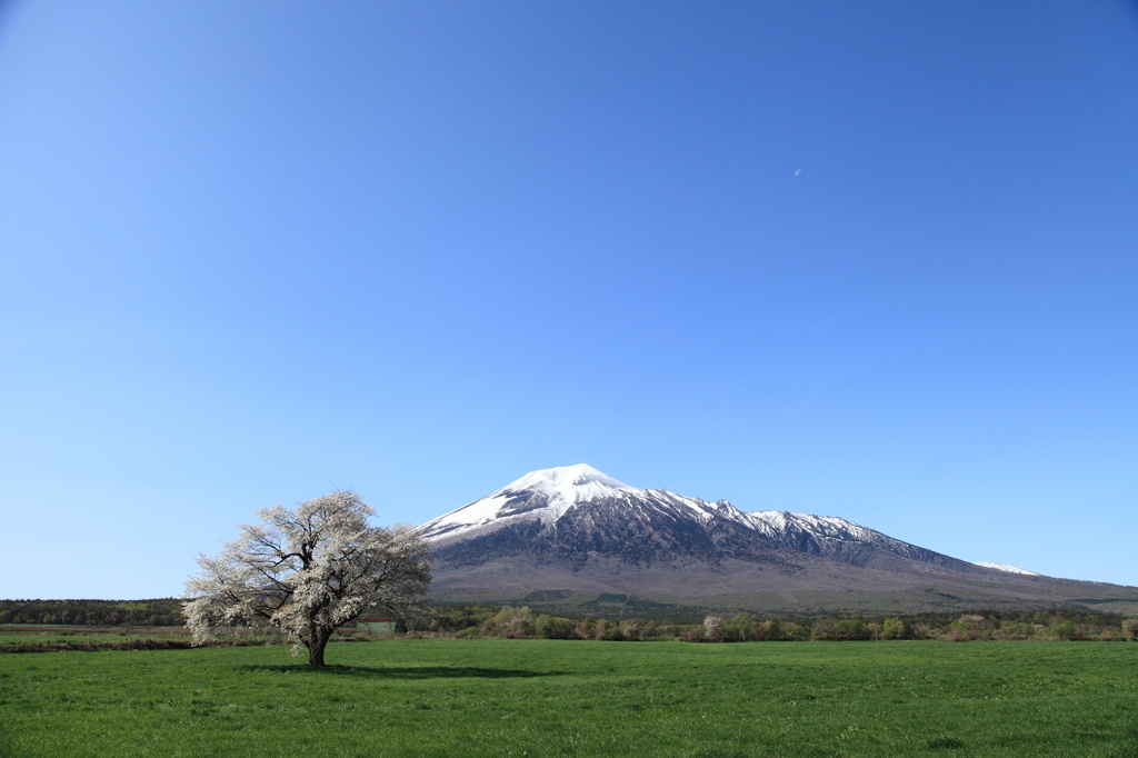 上坊牧野の一本桜with岩手山