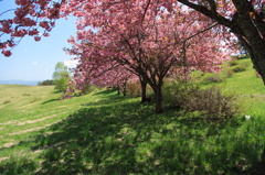 高森高原の八重桜