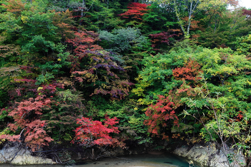 岩手紅葉便り②