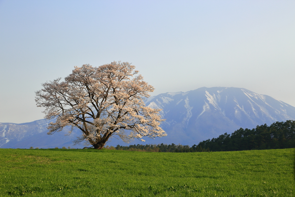 小岩井一本桜