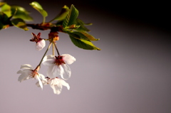 葉桜