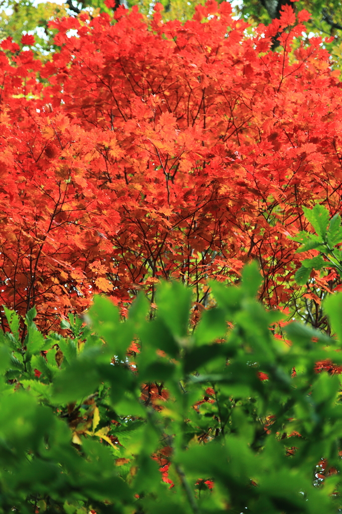 岩手紅葉便り：付録