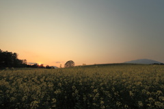 夕暮れ・小岩井菜の花２